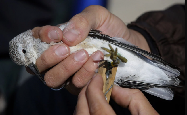 A researcher uses a clothes hanger to secure a geo-locator in place on the leg of a Red Knot shore bird while the glue dries on the north end of Nauset Beach in Eastham, Mass., on Tuesday, Sept. 17, 2013. (AP Photo/Stephan Savoia, File)