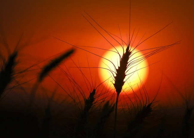 A head of wheat is silhouetted by the sun in a wheat crop near Cremona, Alta., on Tuesday, Sept. 6, 2022. File photo by The Canadian Press/Jeff McIntosh