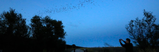 Bats fly above a road in California. (Photo: Carolyn Cole/Los Angeles Times via Getty Images)