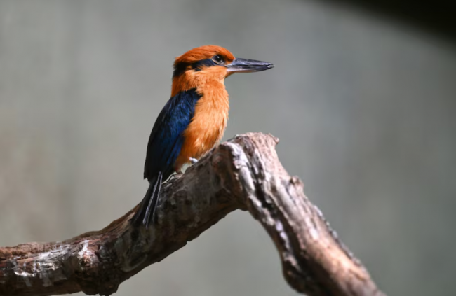 A male Guam kingfisher is seen in an enclosure at the Sedgwick County Zoo in Wichita. The species is native to Guam, but an invasive snake has made the bird endangered. (Matt McClain/The Washington Post)