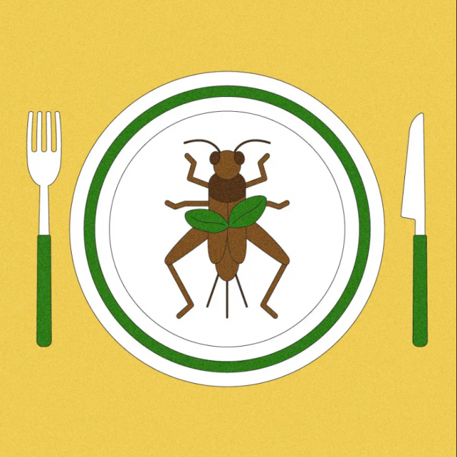 Illustration of a cricket, garnished with a basil leaf, on a dinner plate