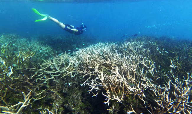 Bleached and dead staghorn coral off Heron Island on the Great Barrier Reef. Photograph: Mike Bowers/The Guardian