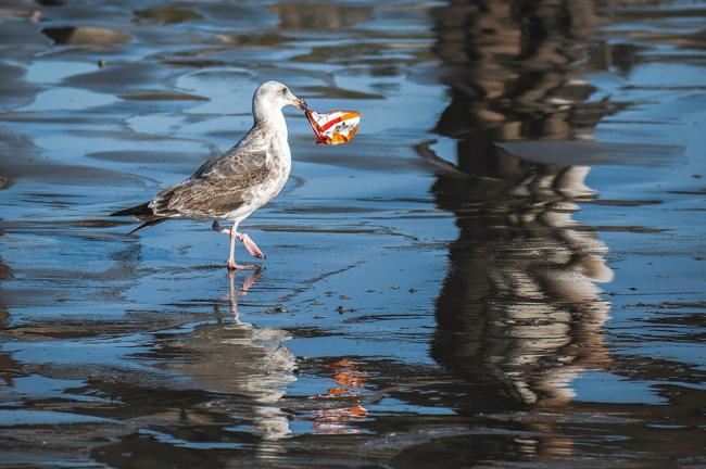Seagull with plastic chip bag. ‘We are only beginning to understand the large-scale, long-term effects’ of chemical exposure. Photo by Tim Mossholder via Unsplash.