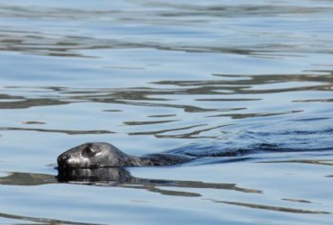 A Grey seal in the Saguenay-St. Lawrence Marine Park. Parks Canada Photo: J.-L. Provencher