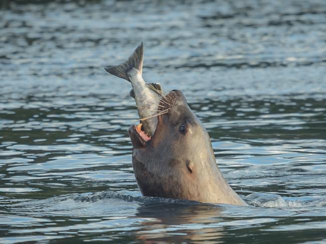 Steller sea lions, such as the one pictured here eating a salmon, often frequent the Howe Sound and would interrupt construction of the Woodfibre LNG project unless changes are made to the project conditions, the company says. Photo via Shutterstock.