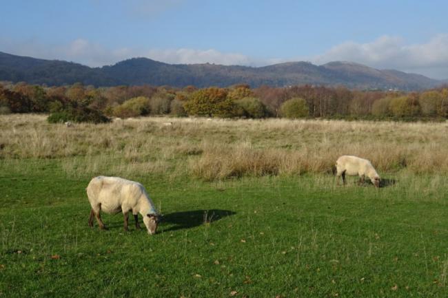 Sheep grazing on Castlemorton Common by Philip Halling, CC BY-SA 2.0, https://commons.wikimedia.org/w/index.php?curid=142685705