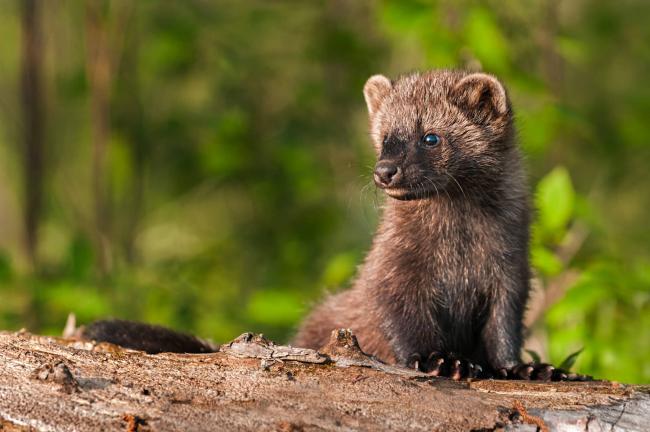 When born, fisher are blind, deaf and only partially covered with fine hair. In B.C., they're categorized as "red," which is reserved for "any species or ecosystem that is at risk of being lost," according to the province. Photo: Shutterstock