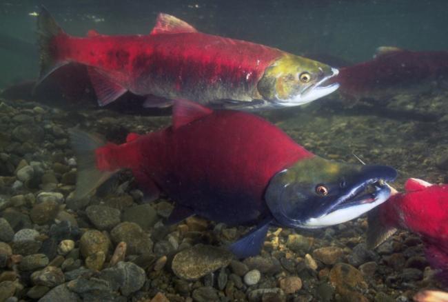 Sockeye salmon spawning in the Fraser River. UBC researchers are finding female salmon are dying at a higher rate than male salmon.Getty Images