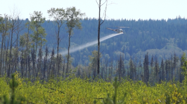 Aerial spraying of herbicides, like this helicopter seen in the Prince George Forest District, are part of a proposed South Coast Pest Management Plan from BC Timber Sales.James Steidle