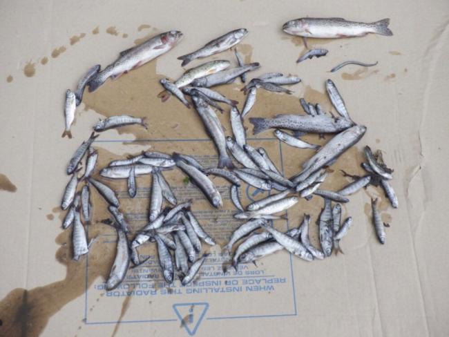 Over 300 fish were found dead on the Burnaby side of Stoney Creek Friday.John Templeton