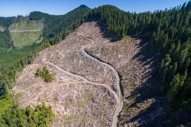 A recent old-growth clearcut adjacent to the Fairy Creek Valley in Vancouver Island’s coastal forests. Photo by TJ Watt.