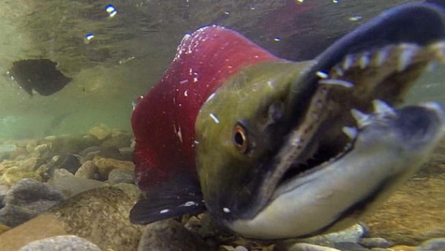 Record warm ocean and river temperatures could threaten B.C. salmon numbers, federal fisheries officials say. (CBC)