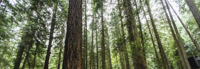 The B.C. government is in the midst of rule changes that will make more the province's forests off-limits to logging. DARREN STONE, TIMES COLONIST