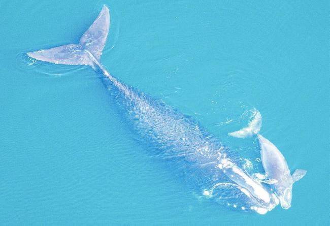 right whale and calf