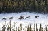 Most of B.C.’s boreal caribou live in Treaty 8 territory. Decades of oil and gas development have carved up the forests they call home, leaving them vulnerable to predators. Photo: Ryan Dickie / The Narwhal
