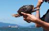 During a period of unusually high ocean temperatures, warm, nutrient-poor waters triggered unprecedented blooms of toxic algae that led to the closure of Dungeness crab fisheries on the West Coast. Photo for The Tyee by Michelle Gamage.