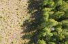 Details are lacking on which BC forests will be zoned for ‘commercial forestry, multiple-use’ or ‘conservation and protection.’ Photo via Olam Films.