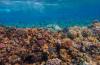 It is absolutely gut-wrenching but it appears that tropical coral reefs are now beyond their 'tipping point.' Global heating would have to be reduced from today’s temperatures to 1.2C “as fast as possible” in order for coral reefs to survive 'at any meaningful scale,' the scientists say. Photo courtesy: Francesco Ungaro / Pexels