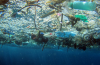 For microbes in the ocean, floating plastic is a new potential ecosystem. And those microbes include pathogens that can make people sick. Photo by NOAA