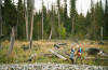 Remediation workers walk the shoreline of Hazeltine Creek near the town of Likely, BC in 2020. The creek was one of several bodies of water contaminated with tailings from the Mount Polley gold and copper mine when its tailings dam breached in 2014. File photo courtesy Mount Polley/Flickr