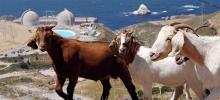 A flock of goats walk on a hillside above Diablo Canyon nuclear power plant at Avila Beach, California in this June 22, 2005 file photograph. (photo: Phil Klein/Reuters)