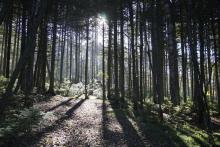The morning sun shines through a forest outside Yuzhno-Sakhalinsk on Sakhalin Island in Russia's Far East, Friday, Sept. 3, 2021. More than two-thirds of Sakhalin Island is forested, and authorities there have set an ambitious goal of making the island carbon neutral by 2025. Tree growth will absorb as much planet-warming carbon dioxide as the island’s half-million residents and businesses produce, and Moscow hopes to apply the idea to the whole country, which has more forested area than any other nation. (
