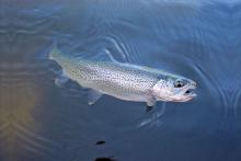 Catch and release cutthroat trout. Photo by Don Daniels