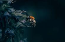 Bumblebees seem to be particularly sensitive to warming as they are creatures found primarily in cool, temperate climates. PHILIPP PILZ VIA UNSPLASH