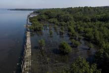 Mangroves grow in a recovered mangrove forest, once part of a garbage dump, in Duque de Caxias, Brazil, July 25, 2023. (AP Photo/Bruna Prado, File)