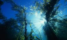 Ocean heatwaves destroy kelp forests, which provide food and shelter for many other species. Photograph: Thomas Schmitt/Getty Images