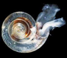 Ocean acidification has crossed “planetary boundaries” in some parts of the ocean, deepening a crisis facing the planet’s marine ecosystems. An Unhealthy pteropod showing effects of ocean acidification including ragged, dissolving shell ridges on upper surface, a cloudy shell in lower right quadrant, and severe abrasions and weak spots at 6:30 position on lower whorl of shell. Photo by NOAA Photo Library/Flickr (CC BY 2.0)