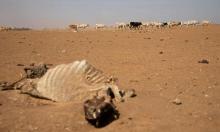 Africa faces severe drought and famine unless global heating is kept to no more than 1.5C. Photograph: World Food Programme/Reuters