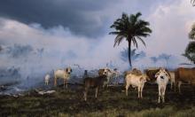 Cattle in the Amazon rainforest.  Photograph: Michael Nichols/National Geographic/Getty Images