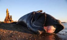‘Combined impacts are laying waste to entire living systems.’ A dead North Atlantic right whale washed up on a beach in New Brunswick, Canada. Photograph: Nathan Klima/Boston Globe/Getty Images