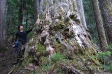 An ancient yellow cedar in an area of Dakota Ridge that's listed as a new cutblock by BC Timber Sales. Photo: Elphinstone Logging Focus