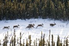 Most of B.C.’s boreal caribou live in Treaty 8 territory. Decades of oil and gas development have carved up the forests they call home, leaving them vulnerable to predators. Photo: Ryan Dickie / The Narwhal