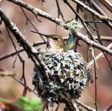 Anna’s hummingbird in her nest. Nests are under 4 cm in diameter, made of feathers, moss and lichen and bound together by spider webs. Photo credit: @pacificnorthwestkate