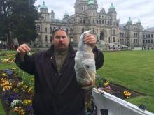 West Moberly First Nation Chief Roland Willson holds a frozen bull trout in front of the Victoria Legislature on Monday, May 11, 2015 he says is contaminated with mercury. - See more at: http://www.timescolonist.com/first-nations-bring-contaminated-fish-to-legislature-to-protest-site-c-project-1.1931355#sthash.sD2Z9WZJ.dpuf