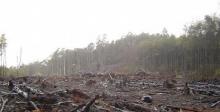world deforestation
