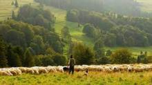 Banner image: A shepherd with grazing sheep. Image via Pixabay (Public domain).
