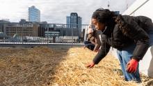 Thadia Theodore and Maranatha Hughes spreading straw over the flower farm on the rooftop of Toronto Metropolitan University to get the crops ready for winter. Photo by Cloe Logan / Canada's National Observer