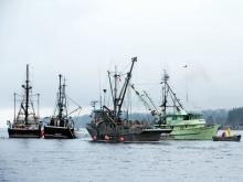 Increased herring catches proposed for 2026 could wipe out stocks of the critical food source for salmon, halibut, whales and seabirds, say environmental groups. Photo via Pacific Wild.