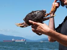 During a period of unusually high ocean temperatures, warm, nutrient-poor waters triggered unprecedented blooms of toxic algae that led to the closure of Dungeness crab fisheries on the West Coast. Photo for The Tyee by Michelle Gamage.