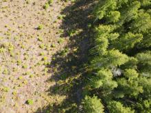Details are lacking on which BC forests will be zoned for ‘commercial forestry, multiple-use’ or ‘conservation and protection.’ Photo via Olam Films.