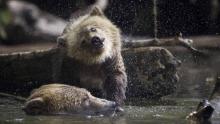 A female grizzly bear on the hunt for salmon in Glendale river while her spring cub shakes its self off in Knights Inlet, B.C. September 18, 2013. (John Lehmann/The Globe and Mail)