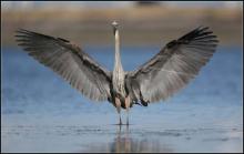The death of approximately 30 great blue herons at the Syncrude Canada Mildred Lake oilsands mining site north of Fort McMurray has raised concerns about the effectiveness of the industry’s waterfowl and bird monitoring program. Photograph by: Nigel Tate , Special to the Sun