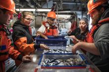 On NOAA's research vessel the Bell M. Shimada, scientists sort a catch from a survey off Washington's coast. The surveys, conducted each June since 1998, help them explore factors influencing the ocean survival of juvenile salmon. (Steve Ringman/The Seattle Times/TNS)
