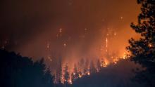 A burning forest. Photo by Matt Howard on Unsplash.