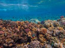 It is absolutely gut-wrenching but it appears that tropical coral reefs are now beyond their 'tipping point.' Global heating would have to be reduced from today’s temperatures to 1.2C “as fast as possible” in order for coral reefs to survive 'at any meaningful scale,' the scientists say. Photo courtesy: Francesco Ungaro / Pexels