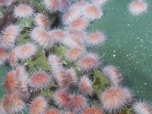 Deep-sea pink sea urchins aggregate to feed on decaying seaweed. To adapt to climate change, they’ve been expanding their habitat by an average of 3.5 metres per year. Photo by Ocean Networks Canada/Woods Hole Oceanographic Institution.